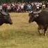 Winner Rolex Bullfight Goa Traditional Bullfight India Goa