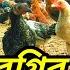 দ শ ম রগ র প রজ ক ট চ লচ র ব শ ল ষণ Deshi Murgi Farm Project Native Chicken Desi Hen Farm