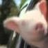 GEICO Commercial Did The Little Piggy Cry Wee Wee Wee All The Way Home