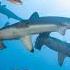 Hammerhead Sharks Mysteries Of The Ocean S Apex Predator Fascinating Facts Behavior