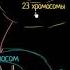 Терминология оплодотворения видео 1 Деление Клетки Биология