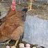 How To Rase Chicken For Egg Poultry Farming Technology