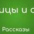 Птицы и сны А Мухтаров Рассказы