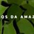 Advan Haschi Mose Sonhos Da Amazonia