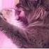 Cat Kissing Shorts Cat Kissing Cat Cute Shortvideo