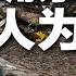 确系人为 美权威媒体爆料 东航空难飞行员有蓄意俯冲行为 东方航空做出回复