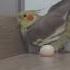 Cockatiel LAYING EGGS At The Door Cockatiel Sounds Cockatiel Bird Cockatiel Parrot Shorts