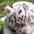 WEB EXTRA White Bengal Tiger Cubs