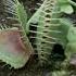 The Venus Flytrap S Deadly Speed Natural Born Killers BBC Earth