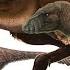 Dinosaur Vocalization Study 2022 Cretaceous Era