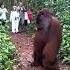 Gigantic Orangutan Is Freak Of Nature Orangutan Jungle Animals Nature Wildlife