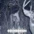 Real Wendigo Sounds Caught On Camera Wendigo Sound Caughtoncamera Camera Real Shorts