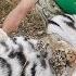 Мы с тобой одной крови человек и тигр Тайган Amazing Tigress Trusts Her Human Taigan