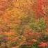 Richard Clayderman Les Feuilles Mortes Autumn Leaves