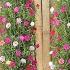 Beautiful DIY Vertical Hanging Garden Growing Portulaca Mossrose For Small Spaces