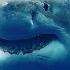 World S Most Dangerous Sharks MEGA EPISODE Top 5 Full Episodes Sharkfest