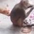 Dog And Monkey Funny Moment Fun Funny Funnyvideo