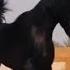 BLACK ARABIAN HORSES ROYAL حصان عربي اصيل اسود ادهم ملكي فحل