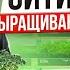 Как Открыть Ситиферму Бизнес В Гараже Микрозелень