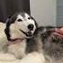 Husky Tried To EAT Her FLUFF Dog Funny Husky Puppy Funnydog