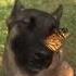 Dog With Butterfly Dog Butterfly Dogandbutterfly