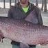 Osage County Fisherman Catches 112 Pound Invasive Black Carp