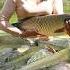 Harvesting A Lots Of Big Fish Goes To Countryside Market Sell Use 3 Wheeled Vehicle To Transport