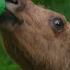 Feeding Moose Calves Dr Oakley Yukon Vet