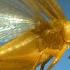 Insects In Flight 11 Incredible Species In SLOW MOTION