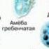 БИОЛОГИЯ 5 6 КЛАСС ПАСЕЧНИК ПАРАГРАФ 19 ПОДЦАРСТВО ОДНОКЛЕТОЧНЫЕ ГДЗ АУДИОКНИГА СЛУШАТЬ