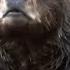 Grizzly Bear Kills And Eats Logger John MacDonald