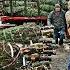 How Christmas Tree Farming And Harvesting Christmas Tree Farm Christmas Tree Cultivation