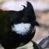 Eastern Whipbird Family Group