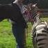 Hybrid Animals Making Zebra Horse New Animals Born Wow Biggest Experiment Science