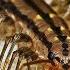 Why You Should Not Kill House Centipedes