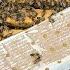 100 Beekeeping Q A Pre Spring Bonanza