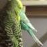 Budgerigar Спаривание волнистых попугаев