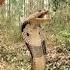 Harvesting Melons Goes To The Market Sell Snake Breaks Into House While Mother Is Away