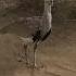 Houbara Bustard Hunter Hunting Balochistan Panjguri Shekari