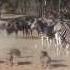 Zebra Kicks Warthog Literally Into A Spasm And Then Another Warthog Also Have A Go At Him