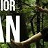 JUNGLE WARRIOR REAL LIFE TARZAN PARKOUR FREERUNNING