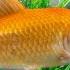 Comet Goldfish Care Watch BEFORE Buying