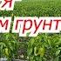 Выращивание сладкого перца на поле от А до Я Сроки схемы поливы подкормки и т д