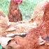 100 RIR म र ग प लन करन म क तन खर च RIR Chicken Farming Tipsassam1065