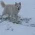 All The Husky Wanted Was Snow For Christmas