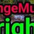 AngeMuz Bright Official Music