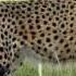 Special Footage Smuggled Cheetahs Released Into Wild