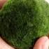 Marimo Moss Ball Plant Care Tips Tricks Marimo Plant Care