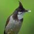 Red Whiskered Bulbul