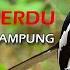 Kicauan Merdu Burung Murai Kampung